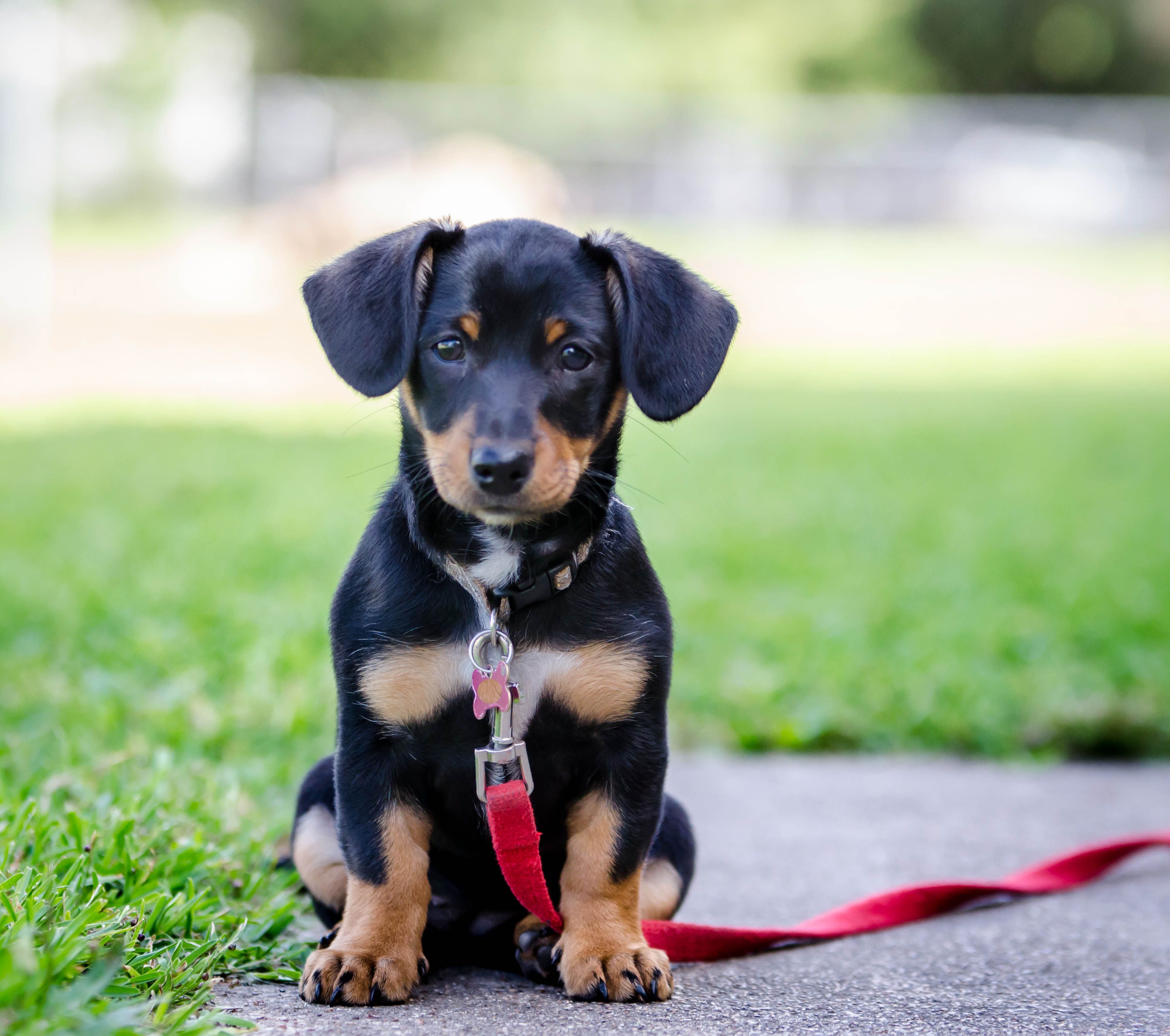 18 Best Mixed-Breed Dogs - Cutest Breed Mixes