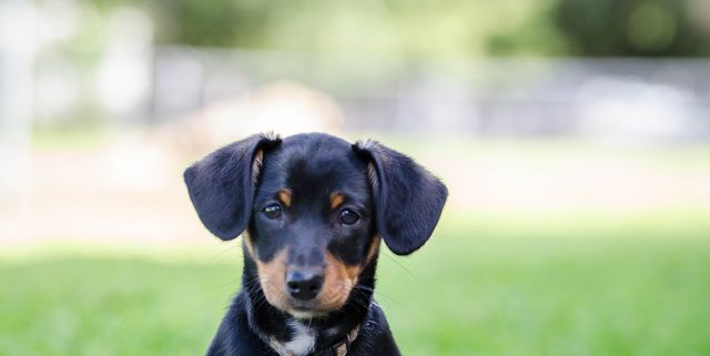 18 Best Mixed-Breed Dogs - Cutest Breed Dog Mixes