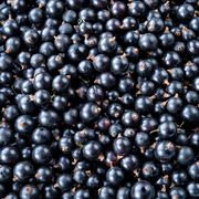 blackcurrant good for muscle recovery