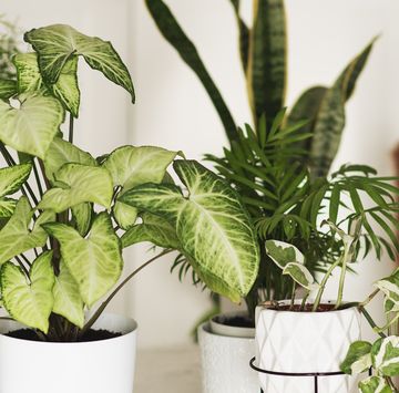 a collection of potted indoor plants