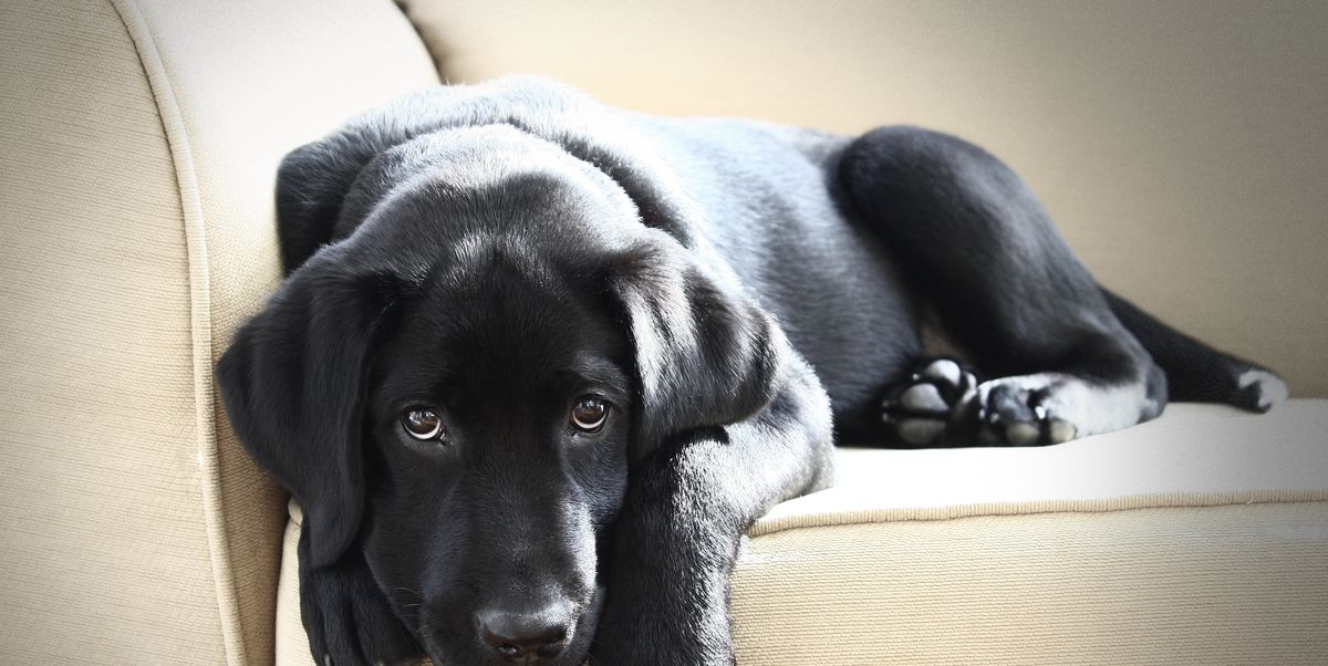 10 Black Dog Breeds: Doberman Pinchers, Black Labrador Retriever ...