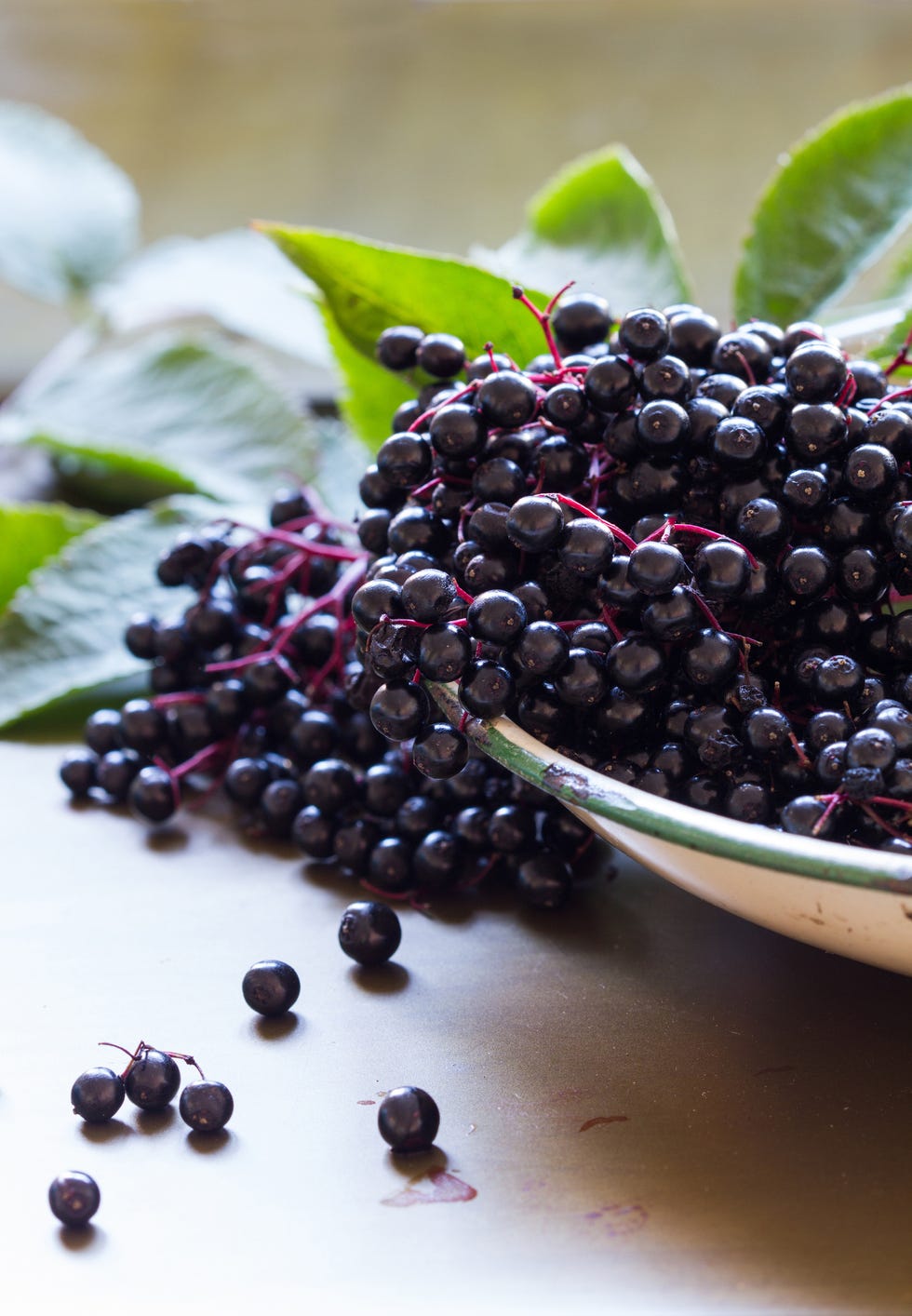 Black elderberries, Sambucus nigra, in enamel bowl. Vertical, copy space