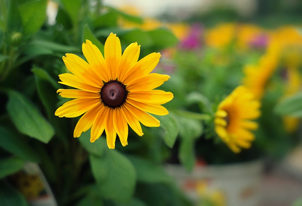 black eyed susan flower