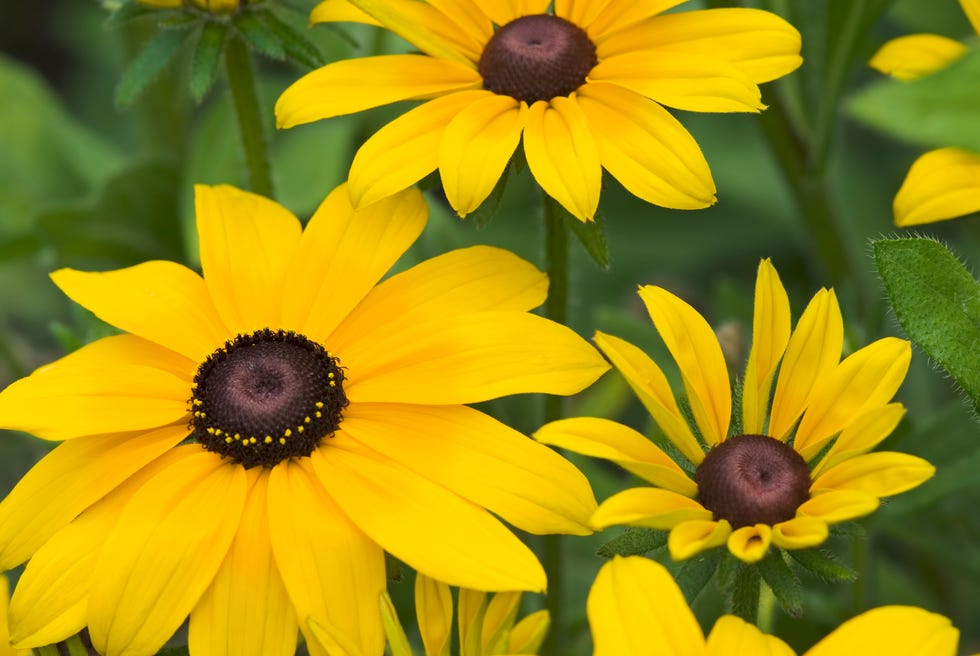Black-eyed Susan Black-eyed Susan