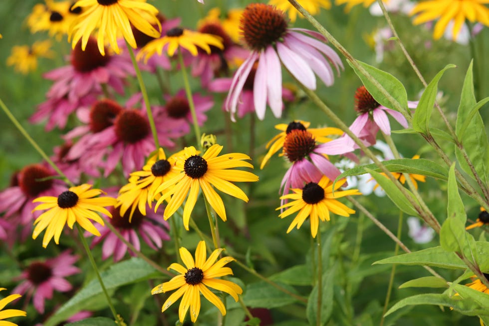 How to Rewild Native Plants in Your Garden
