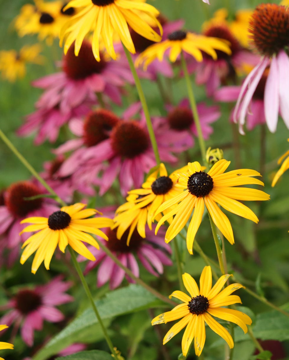 How to Rewild Native Plants in Your Garden How to Rewild Native Plants in Your Garden