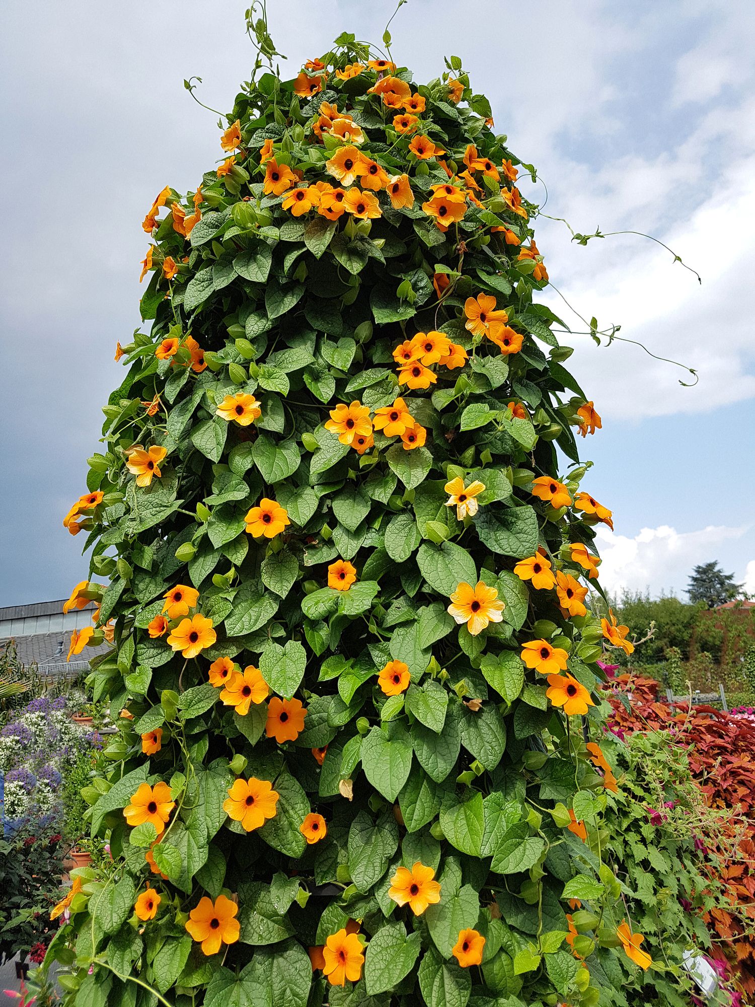 small flowering vine plants