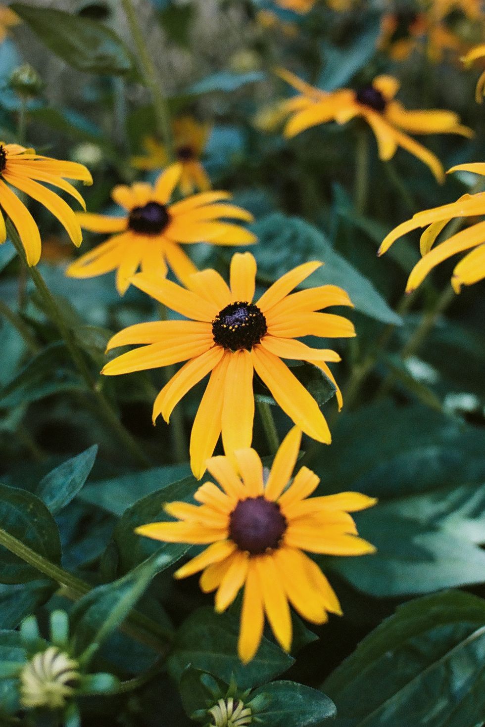 black eyed susans in bloom