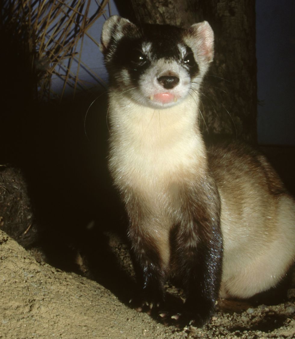 black footed ferret, mustela nigripes, north america
