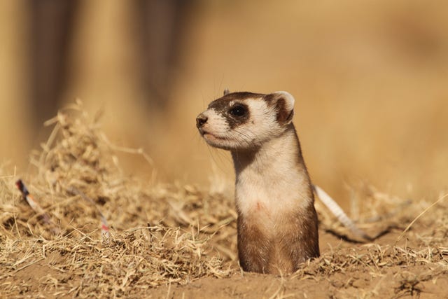 A Ferret Died in 1988 and Spawned 3 Clones. Now, They Could Save Their ...