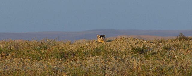 black footed ferret peers out from a burrow and looks out over prairie land