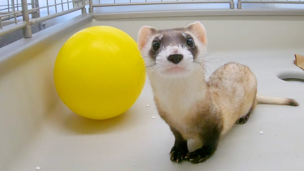 ferret and yellow ball at national black footed ferret conservation center