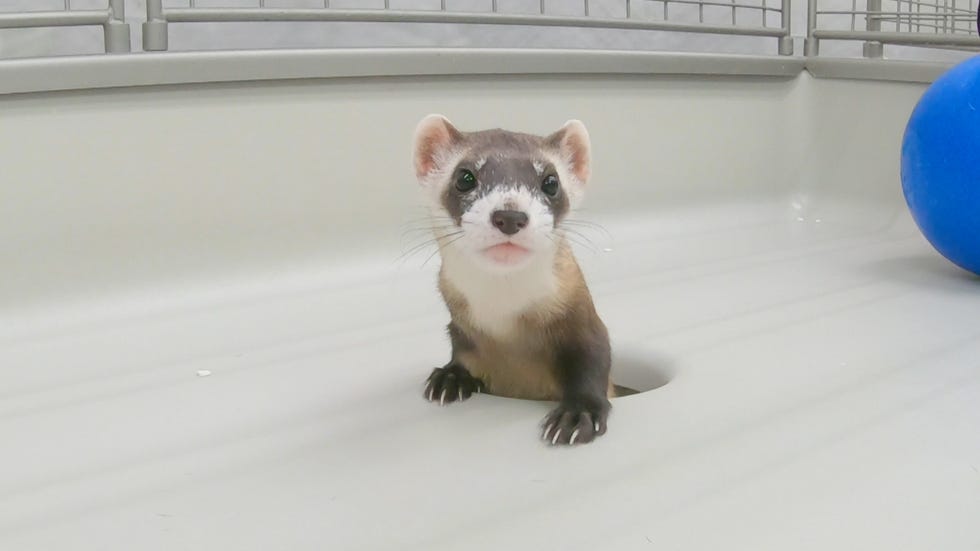 elizabeth anne, black footed ferret, first clone of an endangered north american animal