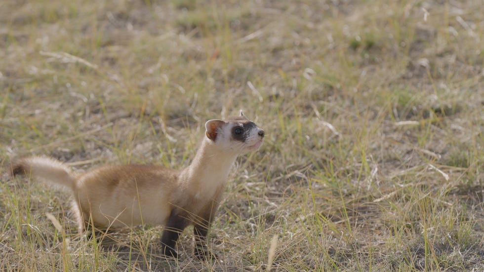 full body view of black footed ferret on prairie, looking alert