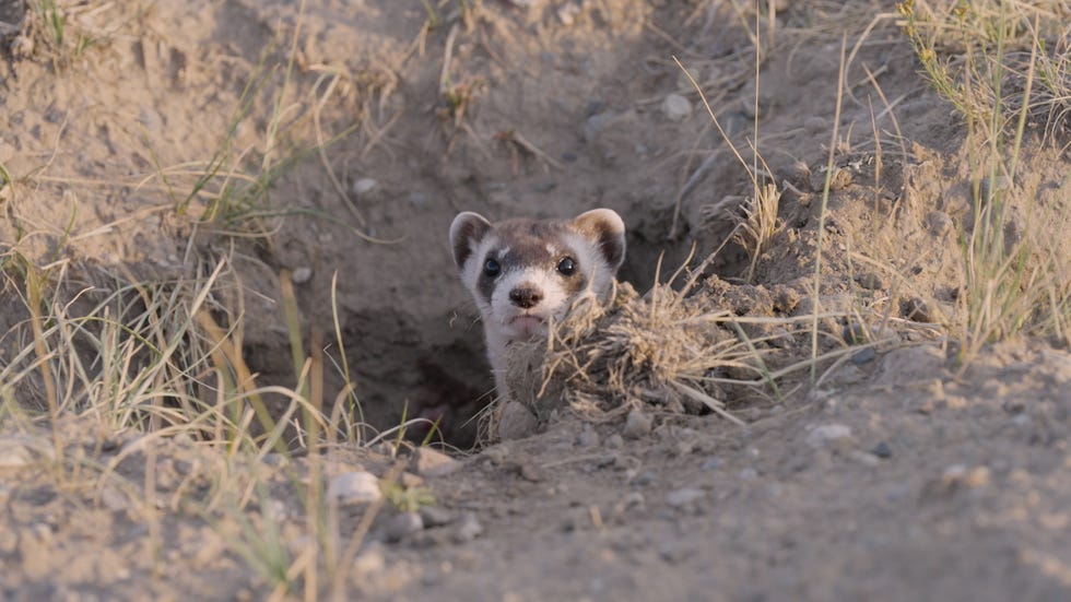 black footed ferret peers out of a prairie dog burrow