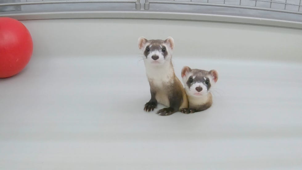 two ferrets peer out of an artificial burrow, designed to mimic habitat, at conservation center