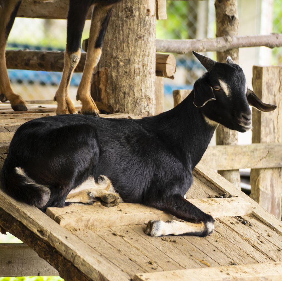 7 Popular Dairy Goat Breeds  Best Dairy Goats for Beginners