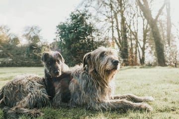 tallest dog breeds