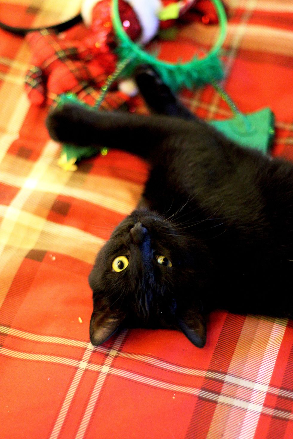 black kitten plays with decorations and christmas lights