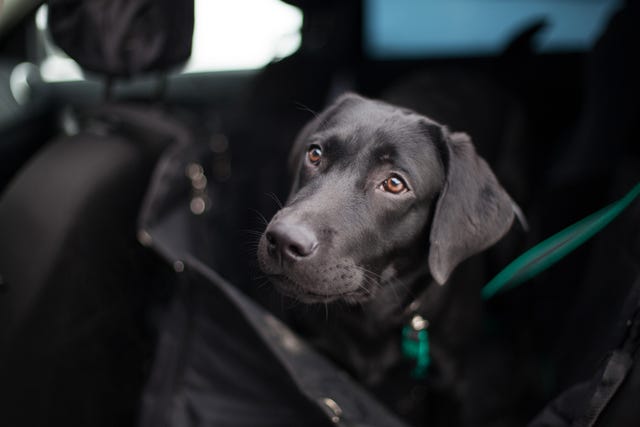 can you take dogs in tesco