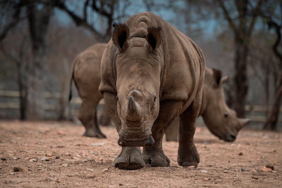 Beschermde neushoorns zwerven door een omheind gebied bij de Khaya Ndlovu Lodge in de buurt van het Kruger National Park