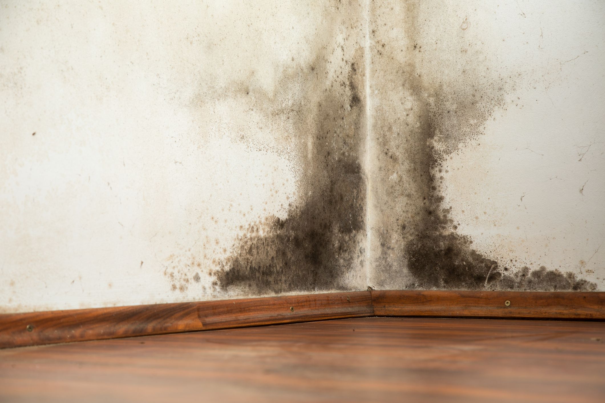 5 Signs You May Have Black Mold And How To Get Rid Of It
