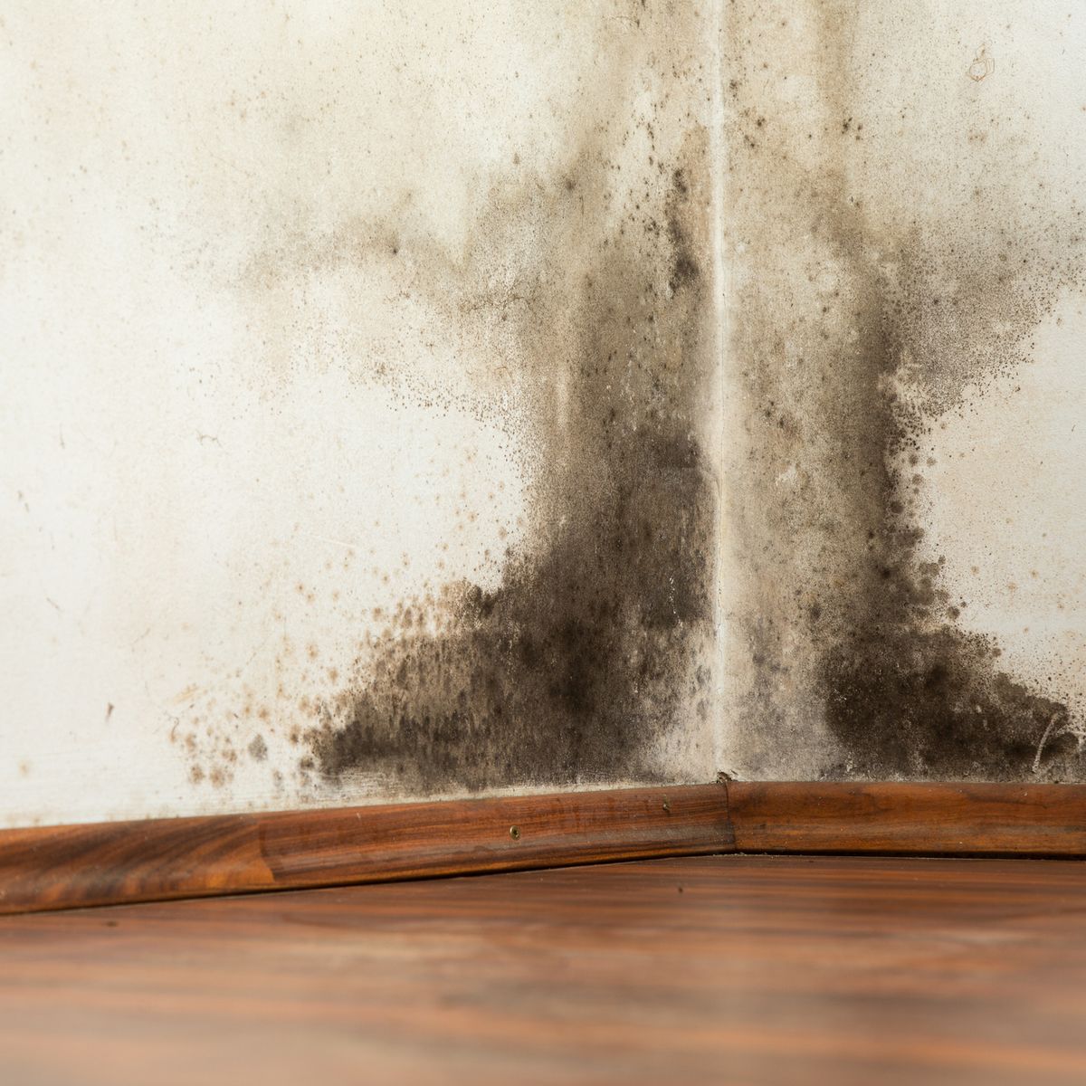 What Black Mold?, Expert Mold Test