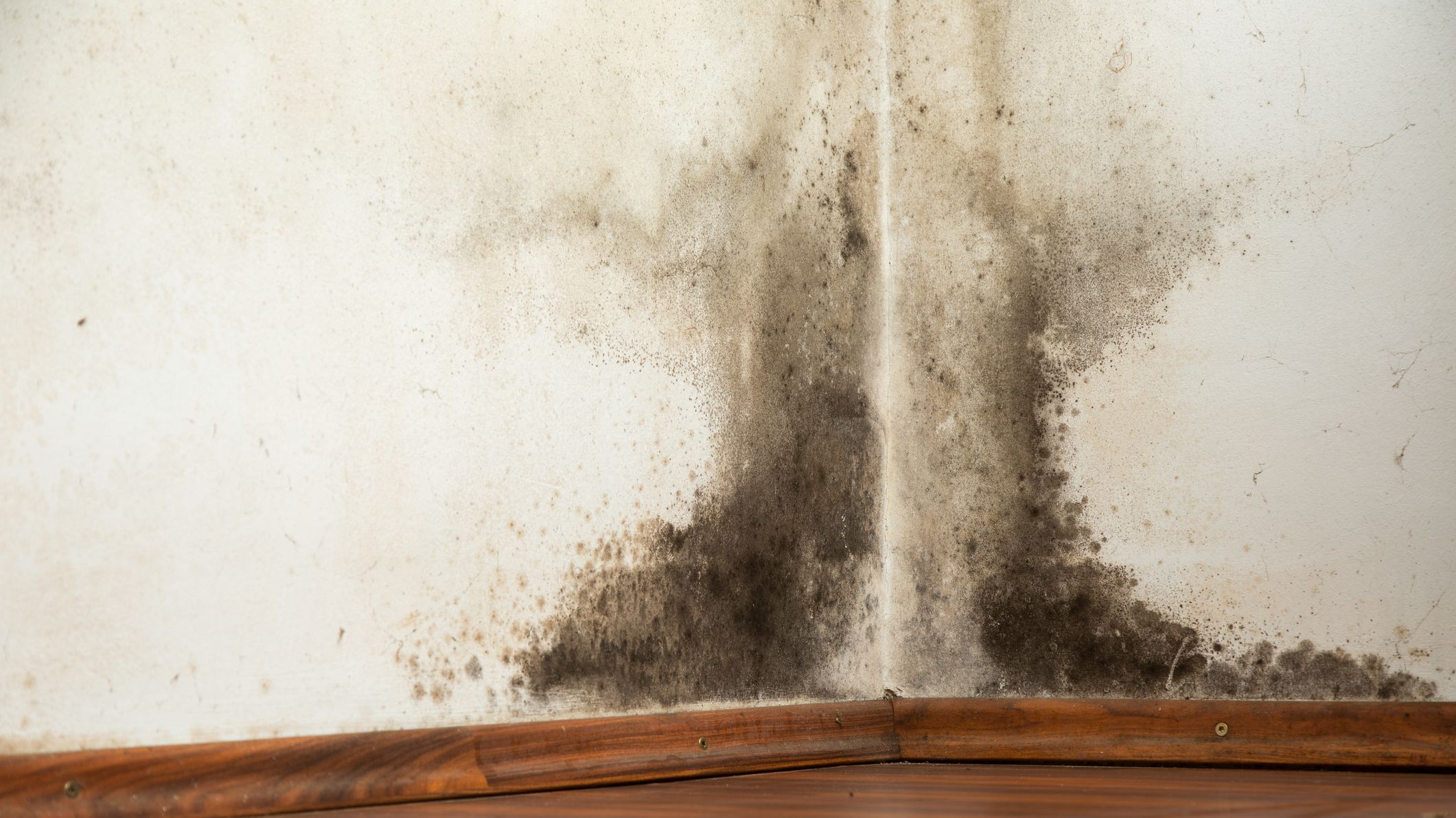 How to Get Rid of Mold