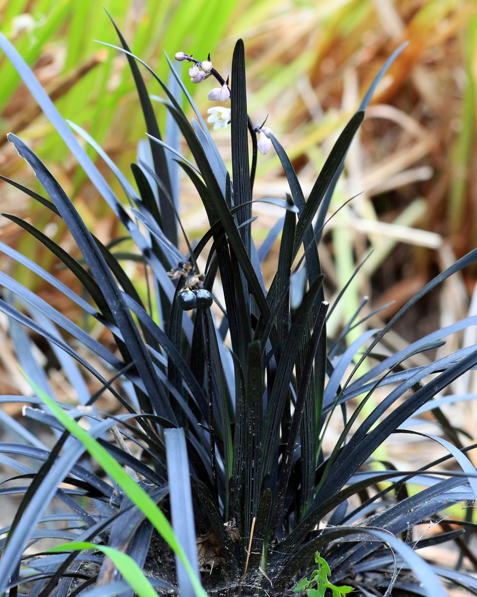 black mondo grass ground cover flowers plants
