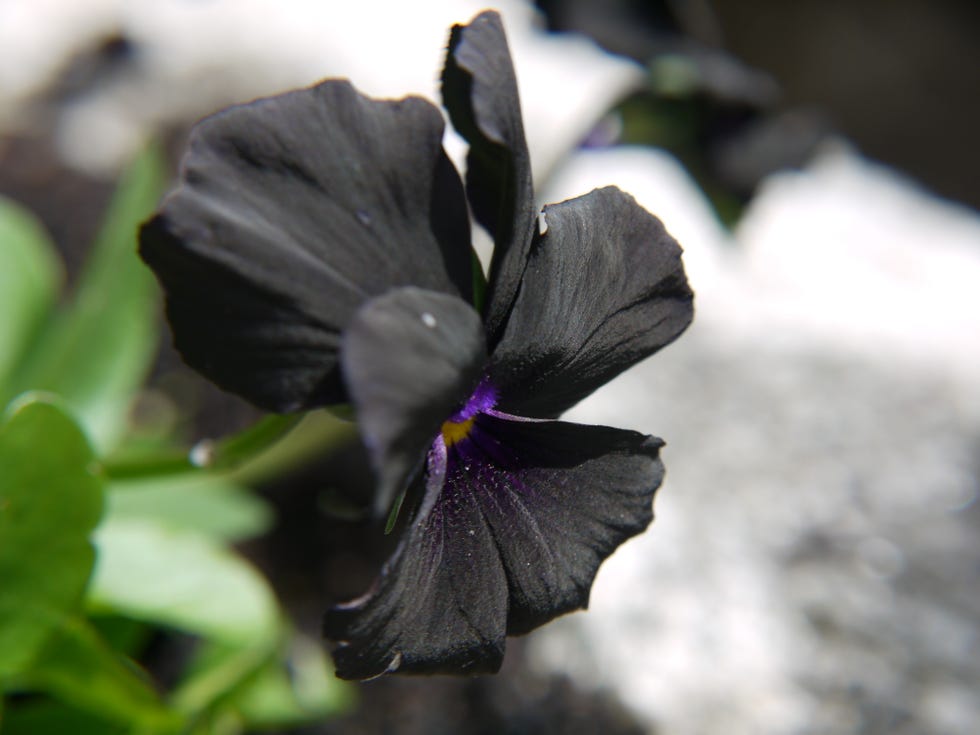 17 Black Flowers to Add Offbeat Charm to Your Garden