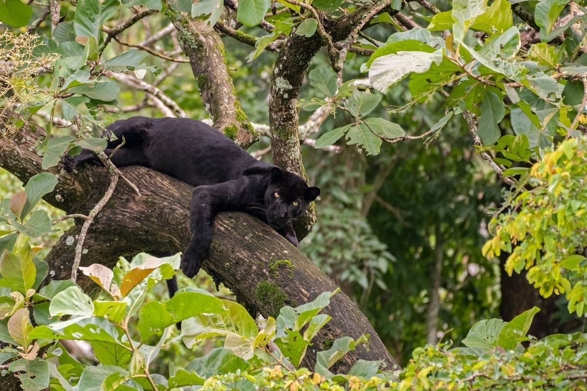 Een wilde zwarte panter rust in een boom in Nagarhole National Park in India Een man in Florida is onlangs door een zwarte panter in gevangenschap gebeten nadat hij 150 dollar had betaald om de kooi in te mogen
