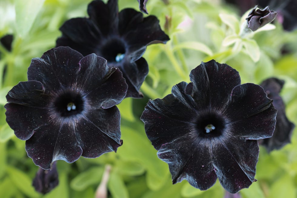 17 Black Flowers to Add Offbeat Charm to Your Garden