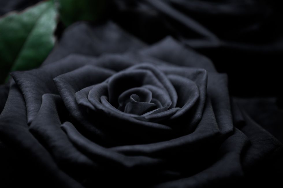 Here's What the Color of Your Roses Really Means - Rose Color Meaning