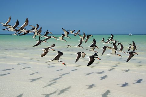 Black Skimmer dance in Holbox, Mexico