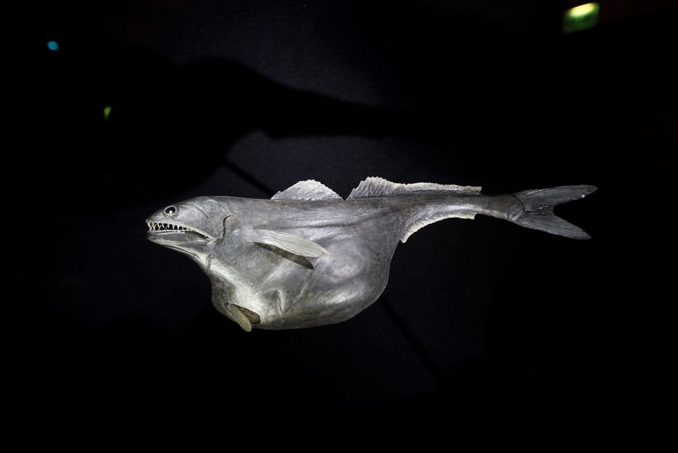 deep sea world displayed at the natural history museum's latest exhibition