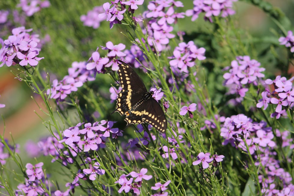 A black swallowtail butterfly resting on a sweet rocket flower