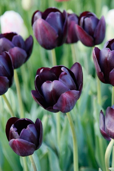 Black Plants - Black Flower Trend