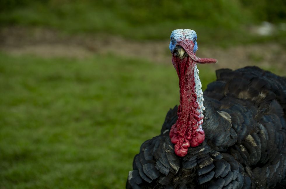 black turkey with blue head