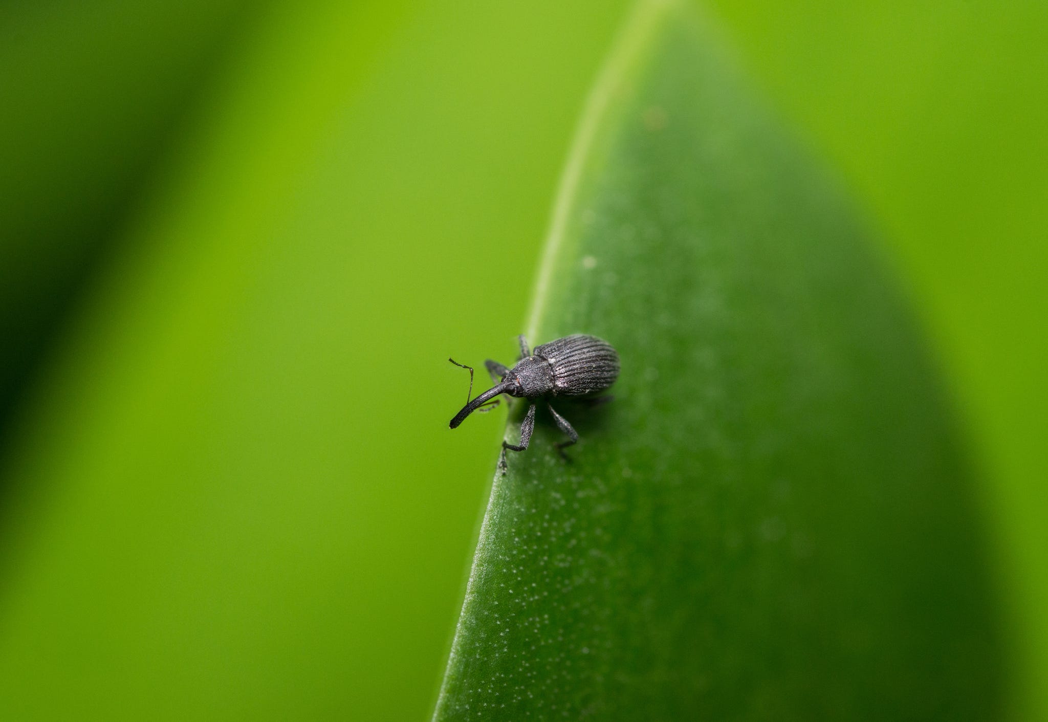 HOW TO CONTROL VINE WEEVILS - DEALING WITH VINE WEEVILS IN YOUR GARDEN 