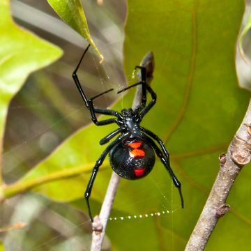 een zwarte weduwe in zijn web in de natuur