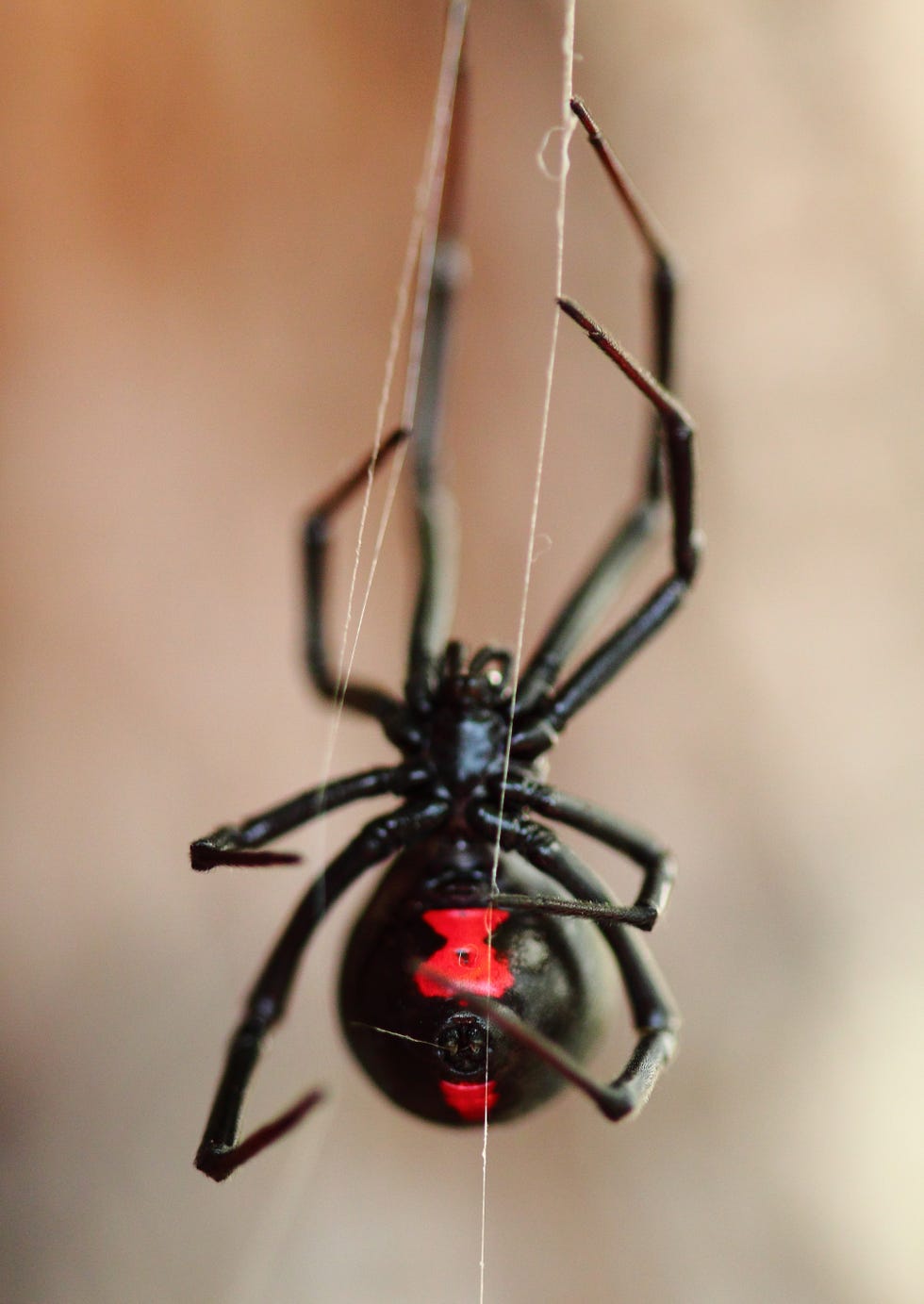 Black Widow Spider