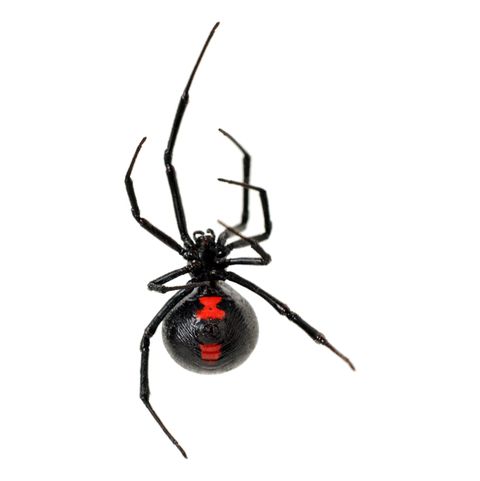 Black Widow Spider on a White Background