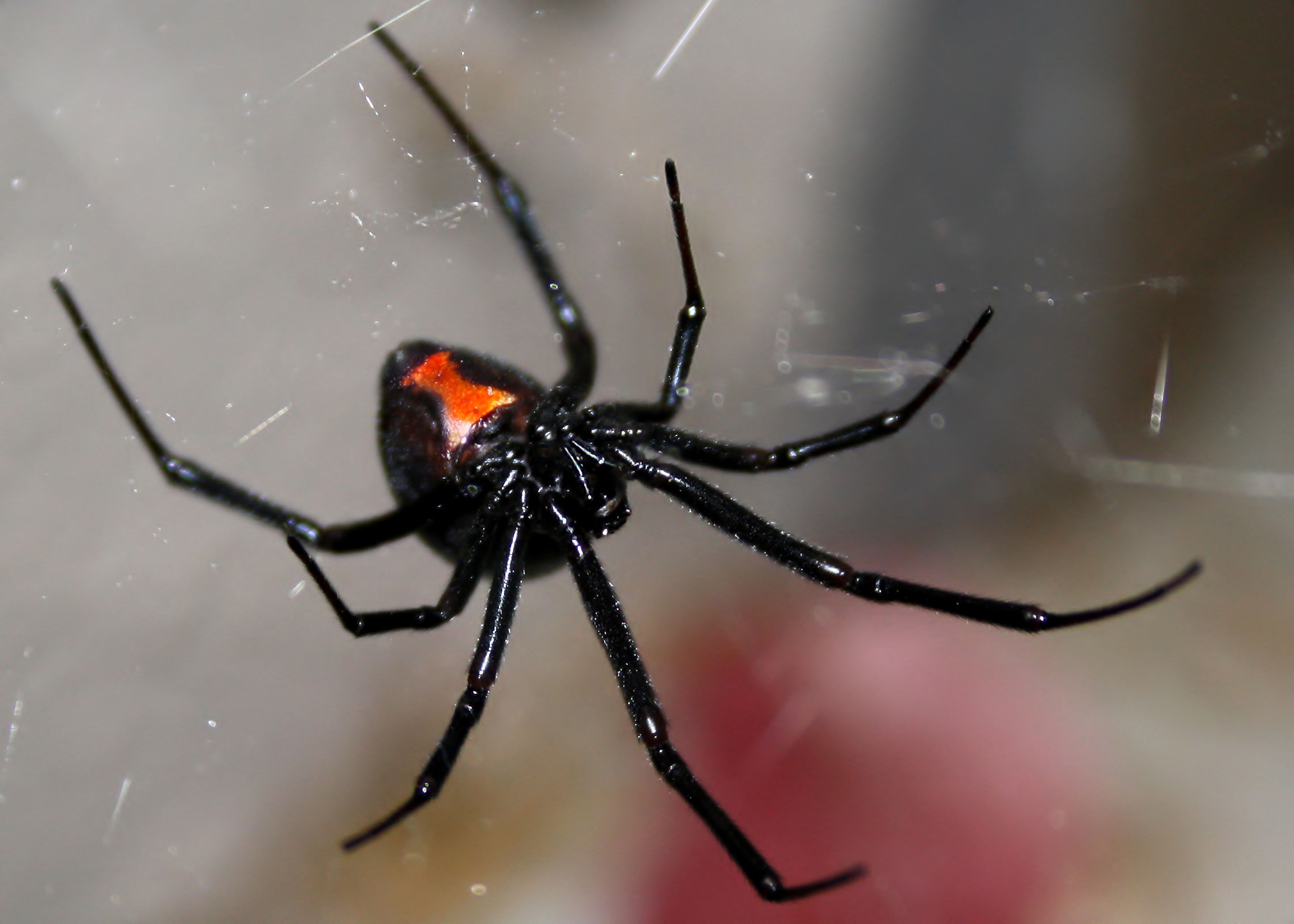 The common spiders of the United States. Spiders -- United States. 7o THE  COMMON SPIDERS the edge are faintly lighter than the rest. The abdomen has  a pointed middle stripe, dark