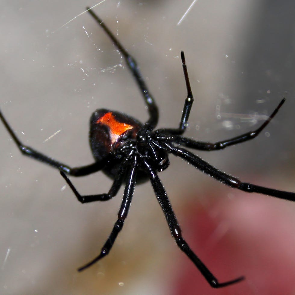 Black widow spider