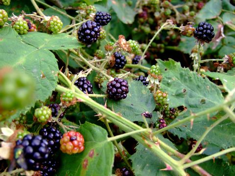 blackberries bush
