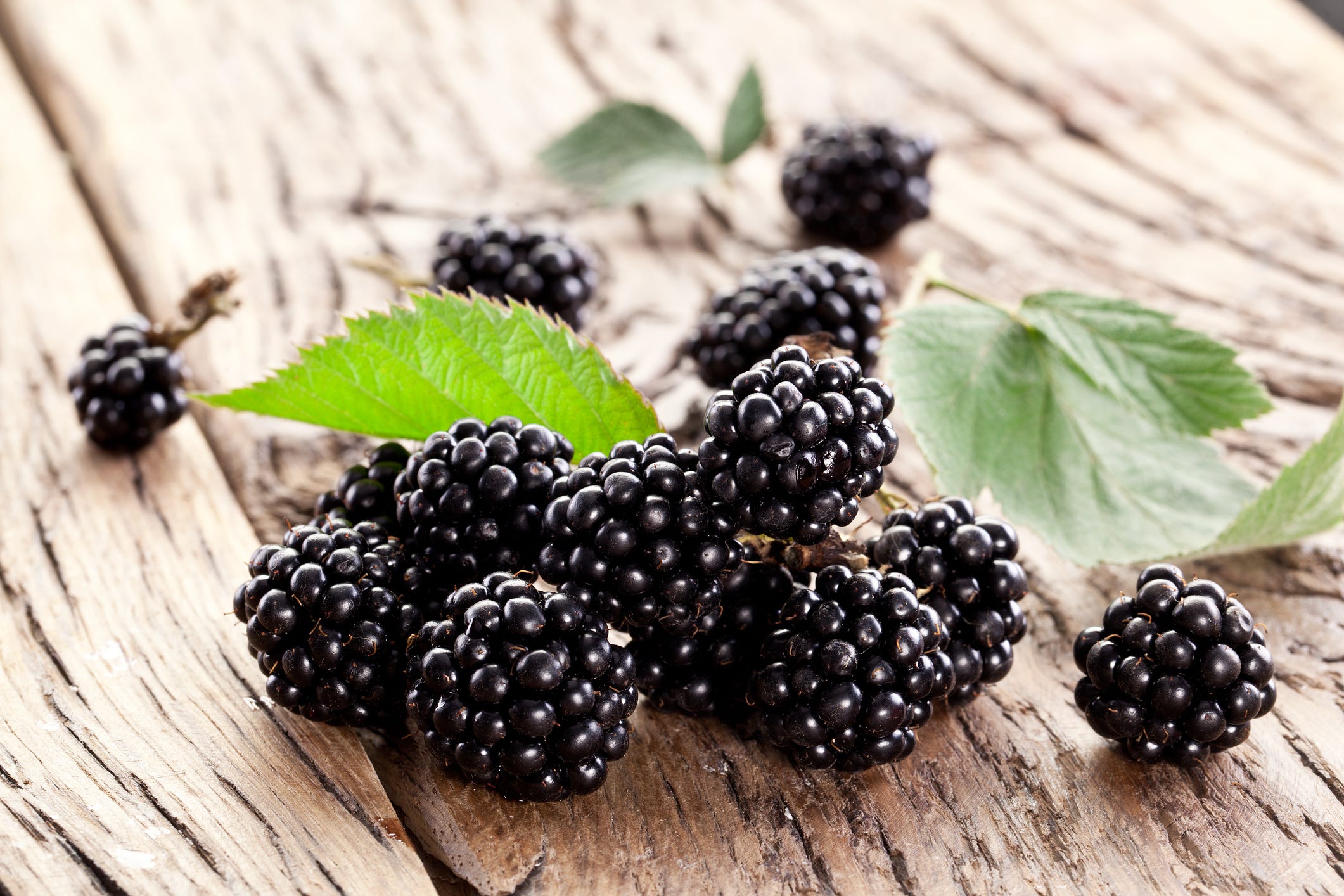 blackberries with leaves