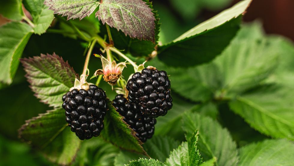 blackberry fruit. berries. bush