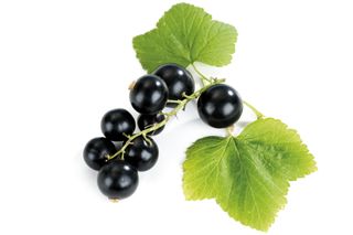 Blackcurrants with leaf, close-up
