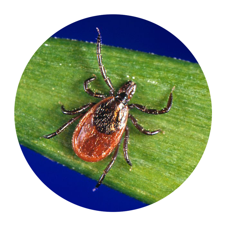 Deer Tick vs. Wood Tick - How to Identify and Tell the Difference