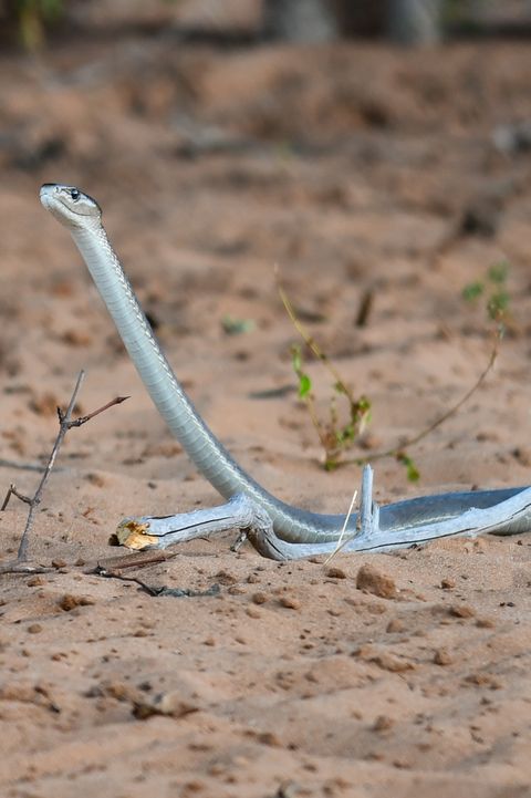a snake on a sandy bit of ground near a large branch